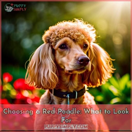 Choosing a Red Poodle: What to Look For