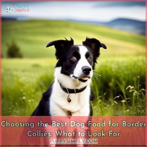 Choosing the Best Dog Food for Border Collies: What to Look For