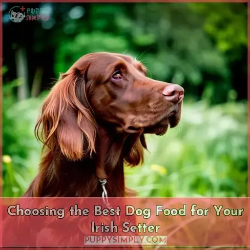 Choosing the Best Dog Food for Your Irish Setter