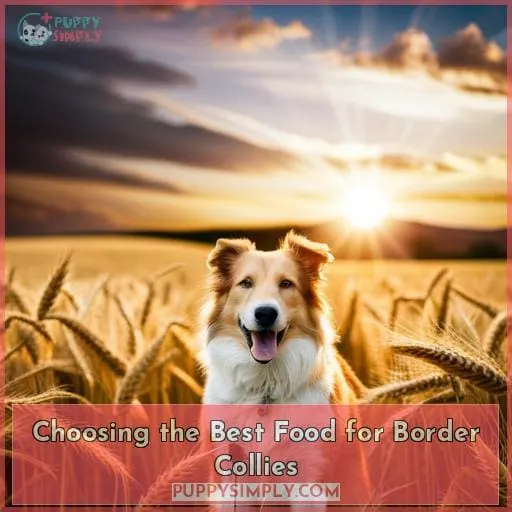 Choosing the Best Food for Border Collies