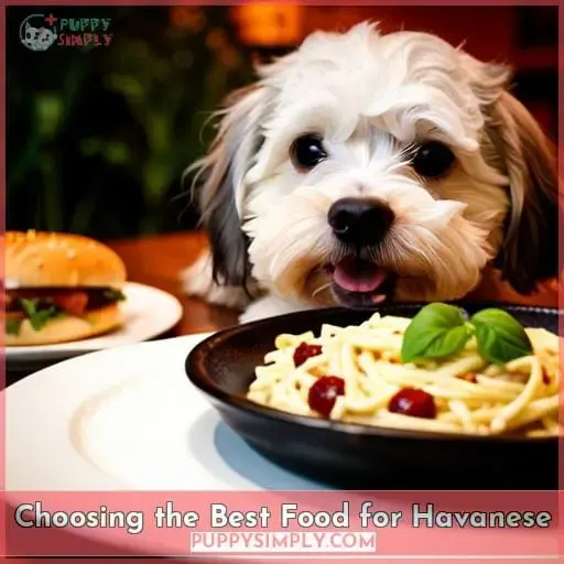 Choosing the Best Food for Havanese