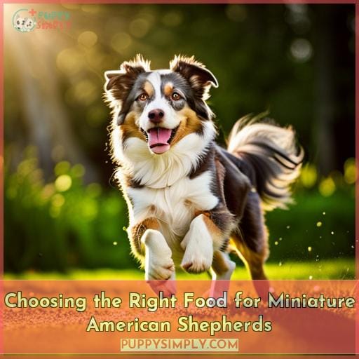 Choosing the Right Food for Miniature American Shepherds