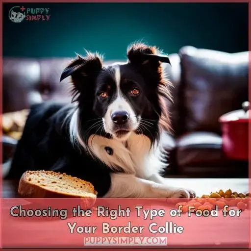 Choosing the Right Type of Food for Your Border Collie