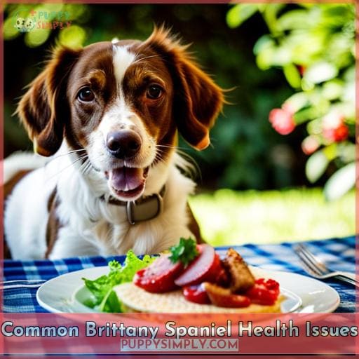 Common Brittany Spaniel Health Issues