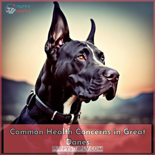 Common Health Concerns in Great Danes