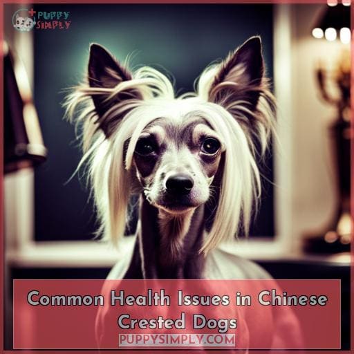 Common Health Issues in Chinese Crested Dogs