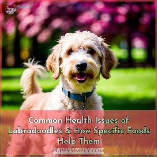 Common Health Issues of Labradoodles & How Specific Foods Help Them
