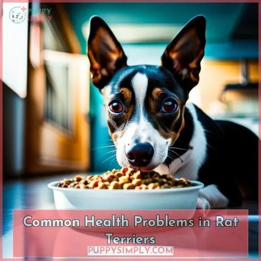 Common Health Problems in Rat Terriers