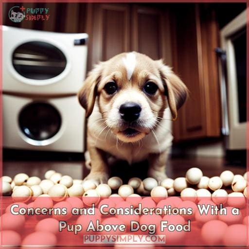 Concerns and Considerations With a Pup Above Dog Food