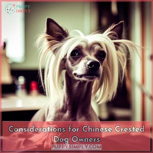 Considerations for Chinese Crested Dog Owners