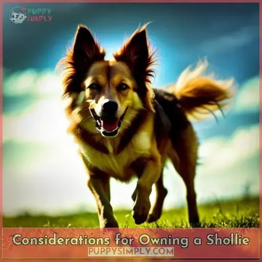 Considerations for Owning a Shollie