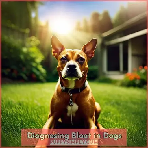 Diagnosing Bloat in Dogs