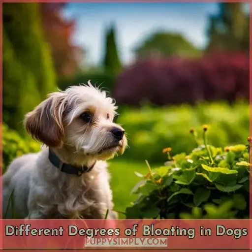 Different Degrees of Bloating in Dogs