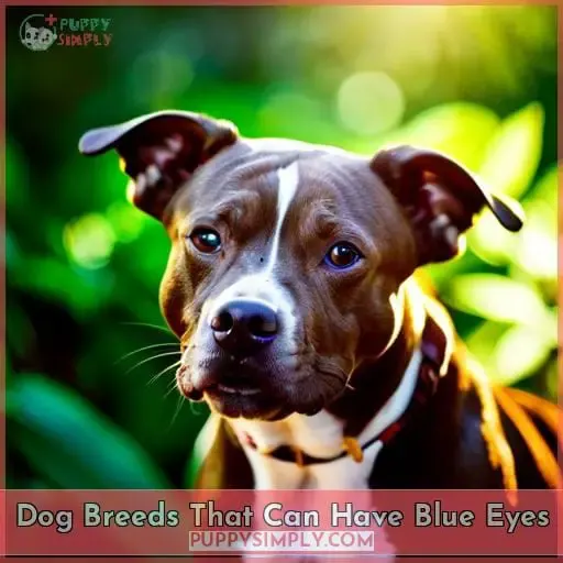 Dog Breeds That Can Have Blue Eyes