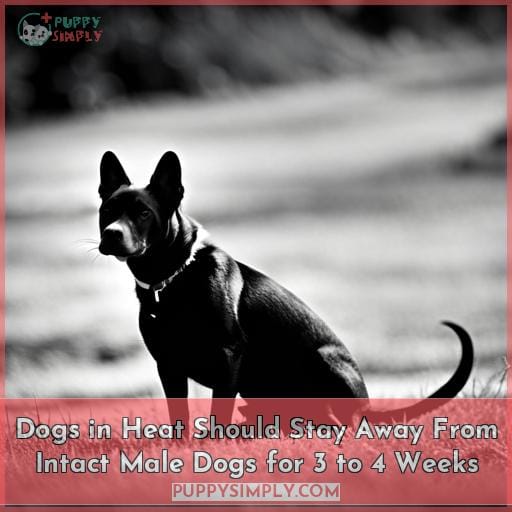 Dogs in Heat Should Stay Away From Intact Male Dogs for 3 to 4 Weeks