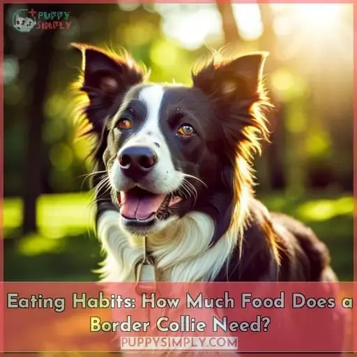 Eating Habits: How Much Food Does a Border Collie Need