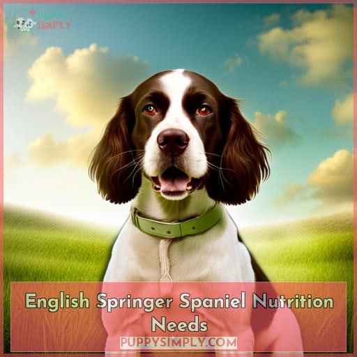 English Springer Spaniel Nutrition Needs