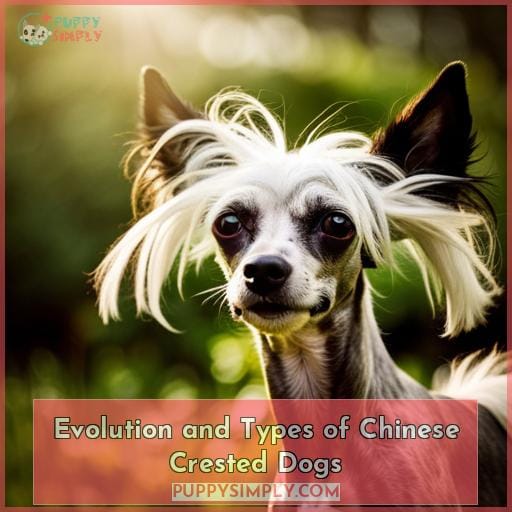 Evolution and Types of Chinese Crested Dogs