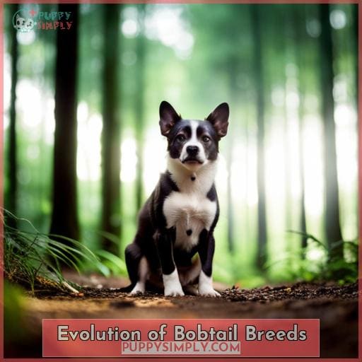 Evolution of Bobtail Breeds