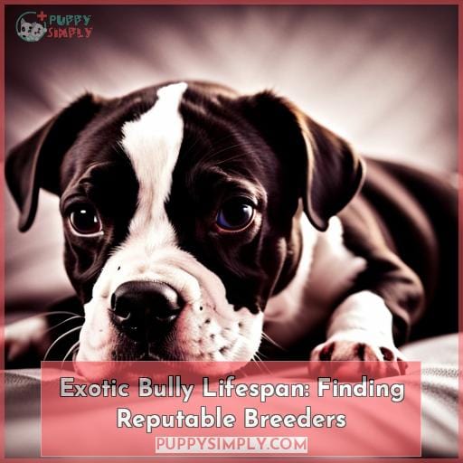 Exotic Bully Lifespan: Finding Reputable Breeders