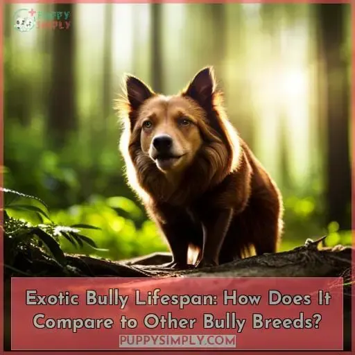 Exotic Bully Lifespan: How Does It Compare to Other Bully Breeds