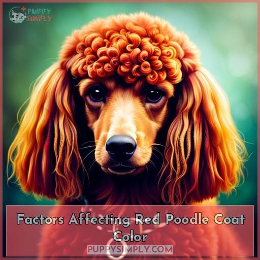 Factors Affecting Red Poodle Coat Color