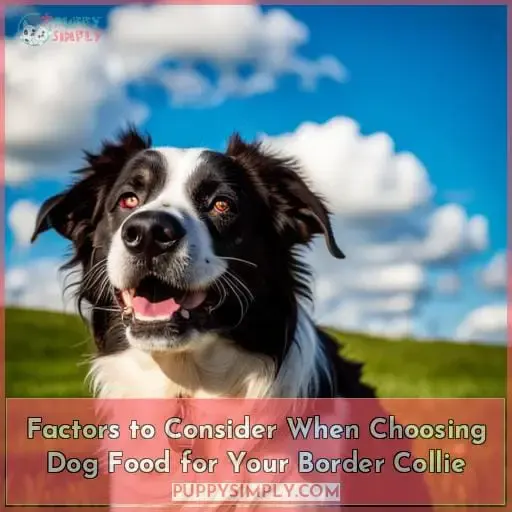 Factors to Consider When Choosing Dog Food for Your Border Collie