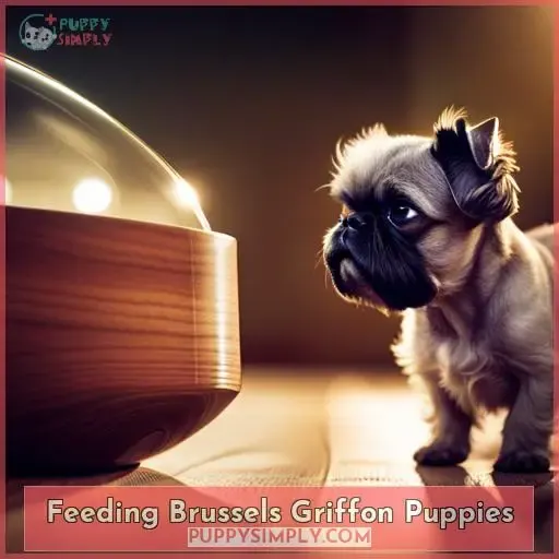 Feeding Brussels Griffon Puppies