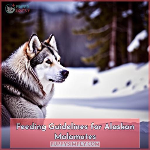 Feeding Guidelines for Alaskan Malamutes