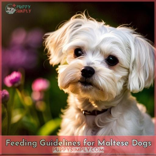 Feeding Guidelines for Maltese Dogs