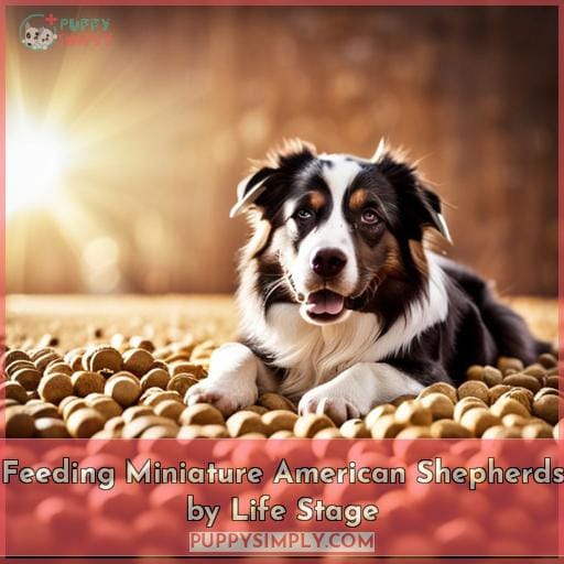 Feeding Miniature American Shepherds by Life Stage