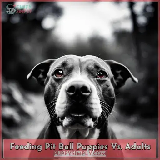 Feeding Pit Bull Puppies Vs. Adults