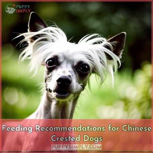 Feeding Recommendations for Chinese Crested Dogs