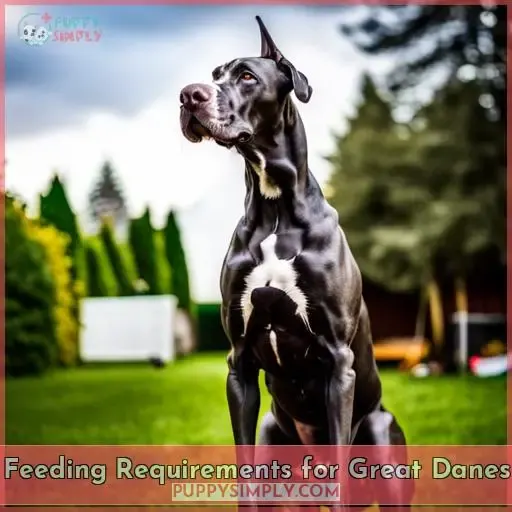 Feeding Requirements for Great Danes
