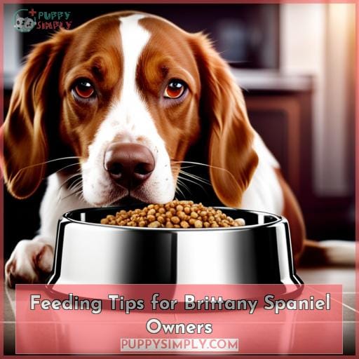 Feeding Tips for Brittany Spaniel Owners