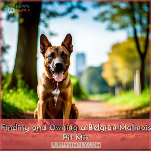 Finding and Owning a Belgian Malinois Pit Mix