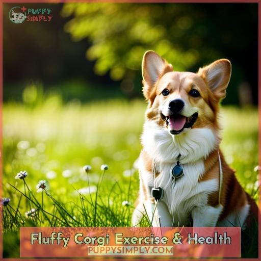 Fluffy Corgi Exercise & Health