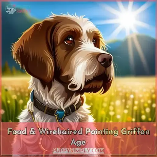 Food & Wirehaired Pointing Griffon Age