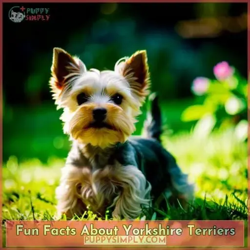 Fun Facts About Yorkshire Terriers