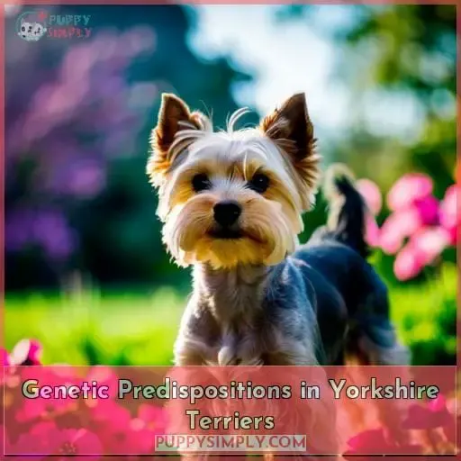 Genetic Predispositions in Yorkshire Terriers