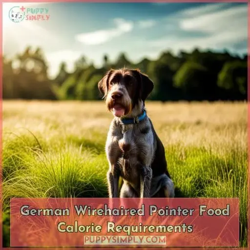 German Wirehaired Pointer Food Calorie Requirements