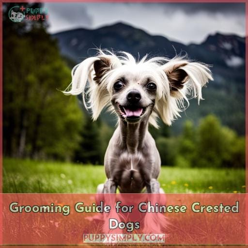 Grooming Guide for Chinese Crested Dogs