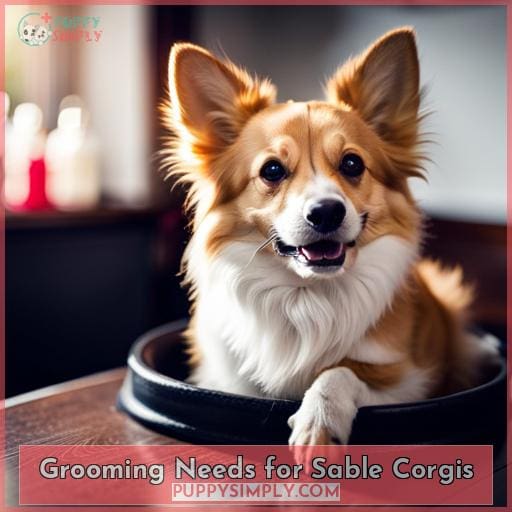 Grooming Needs for Sable Corgis