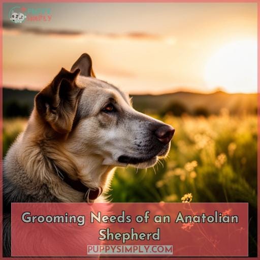 Grooming Needs of an Anatolian Shepherd