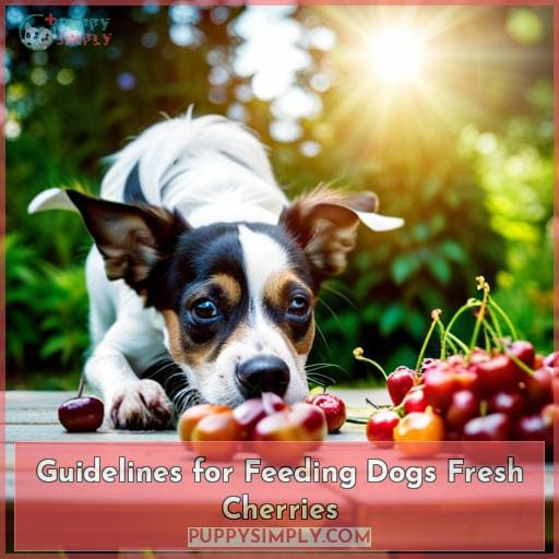 Guidelines for Feeding Dogs Fresh Cherries