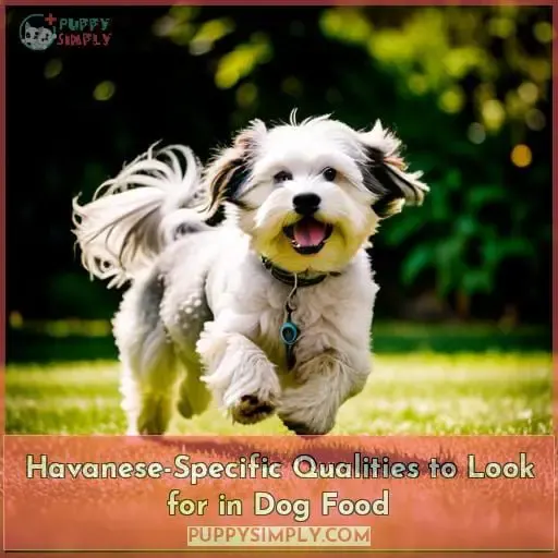 Havanese-Specific Qualities to Look for in Dog Food