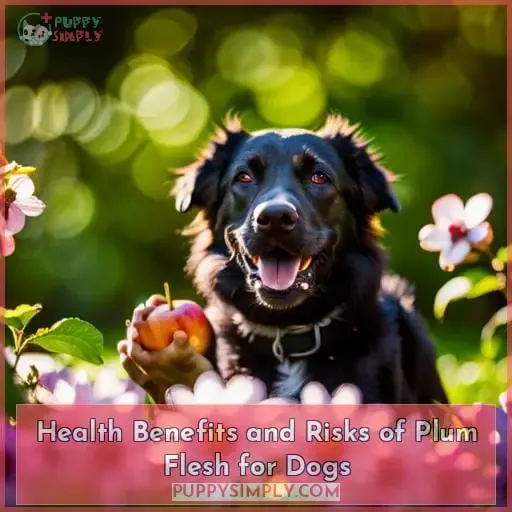 Health Benefits and Risks of Plum Flesh for Dogs