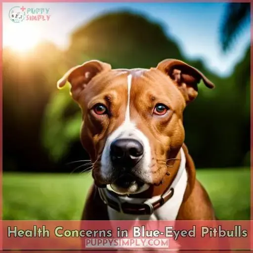 Health Concerns in Blue-Eyed Pitbulls