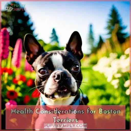 Health Considerations for Boston Terriers