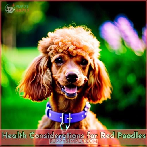 Health Considerations for Red Poodles